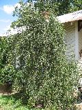 Weeping Yaupon / Ilex vomitoria 